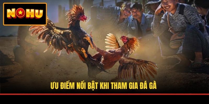 Ưu điểm nổi bật khi tham gia đá gà